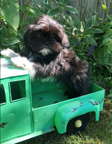 BEAUTIFUL SHIH TZU PUPPIES