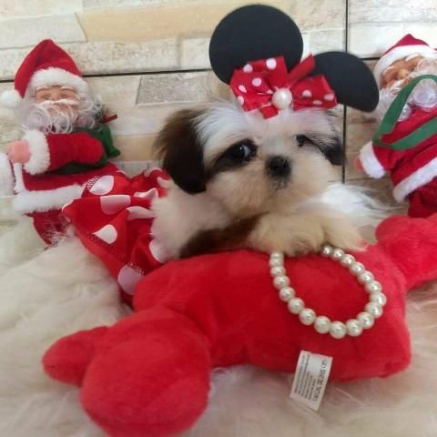 Shih Tzu Puppies for sale in San Jose, CA, USA. price: $1,200