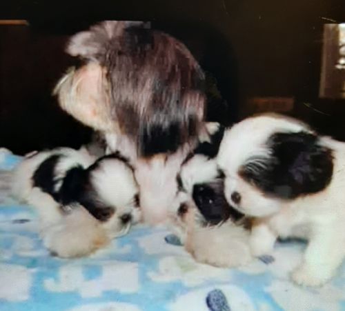 Shih Tzu Puppies for sale in Summerville, SC, USA. price: $450