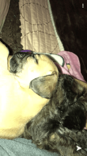 puppies in utah, 2 males 5 months old mixed pug/shih tzu