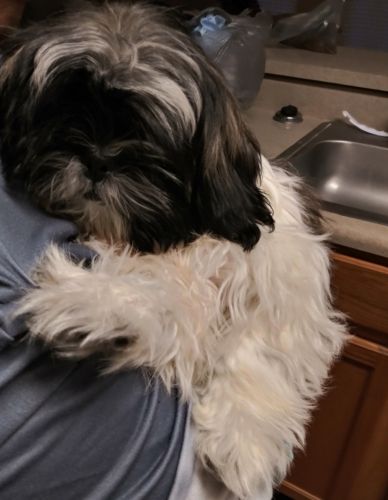 Shih Tzu Puppies for sale in Louisville, KY, USA. price: $400