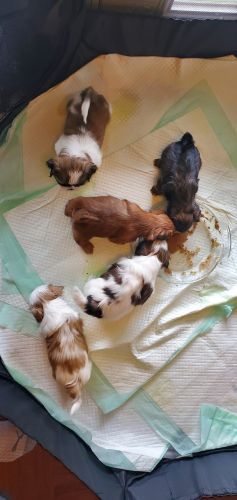 Cutest Shih tzu puppies