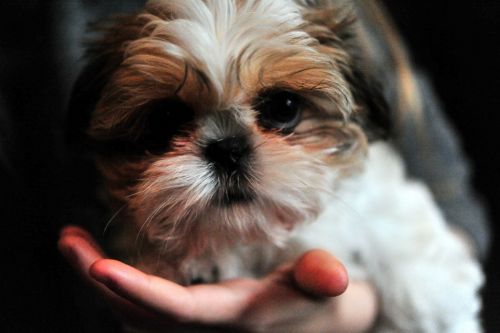 SERIOUS INQUIRIES:::SHIH TZU PUPPIES