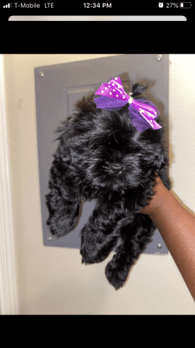 Shih tzu ready for her forever home.