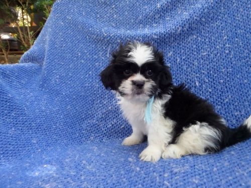 Shih Tzu Puppies for sale in La Habra Heights, CA, USA. price: $1,999