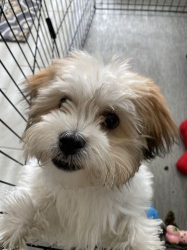 Sweet Teddy Bear Puppy looking for a home