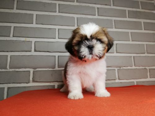 Shih Tzu Puppies for sale in Dallas, TX, USA. price: $450