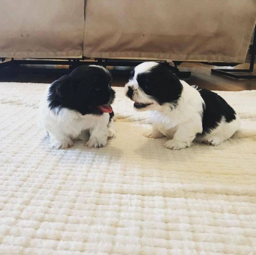 Male 8 weeks Dewormed and vaccinated Very cute playful and energetic