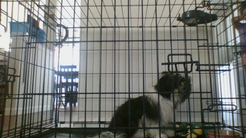 5 1/2 month for sale 700