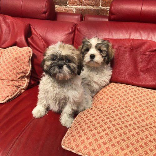 Special Shih tzu Pups