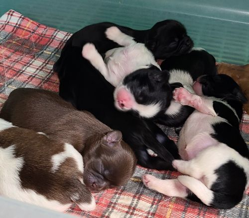 REGISTERED, PUREBRED SHIH TZU PUPPIES!!