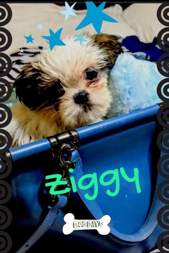 Shih Tzu Puppies for sale in 16303 Lyons School Rd, Spring, TX 77379, USA. price: $1,600