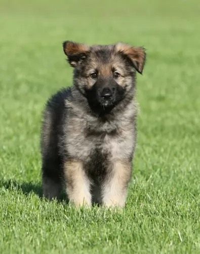 shiloh shepherd puppy - description