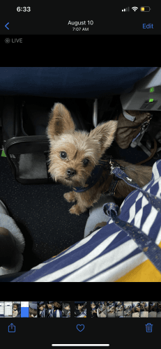 1 year old shorkie for sale