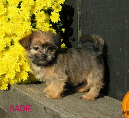 Shorkie Puppies for sale in Canton, OH, USA. price: $499