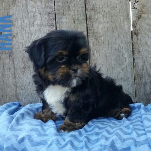 Shorkie Puppies for sale in Canton, OH, USA. price: $750