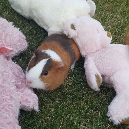 Female Guinea Pig for sale