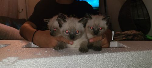 Siamese kittens