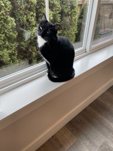 2 Beautiful young cats for sale