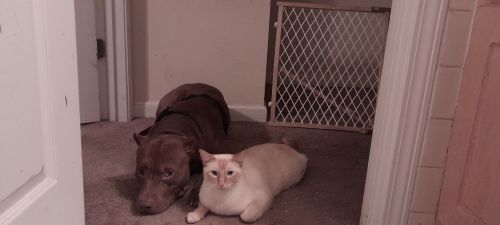 Siamese Cats for sale in Covington, GA, USA. price: $100