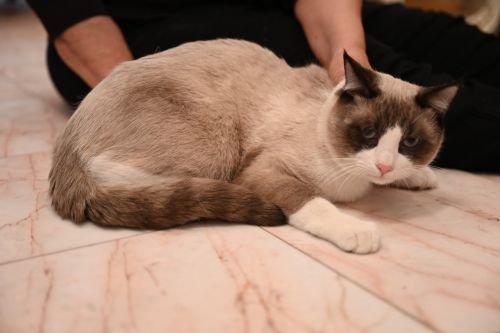 SIAMESE SNOWSHOE CAT (a)