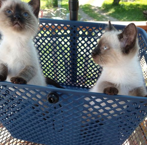 Siamese kittens