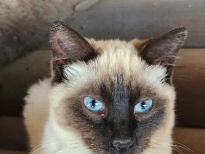 SIAMESE TORTIE SHELL