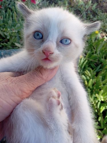 BLUE EYES KITTEN (c)