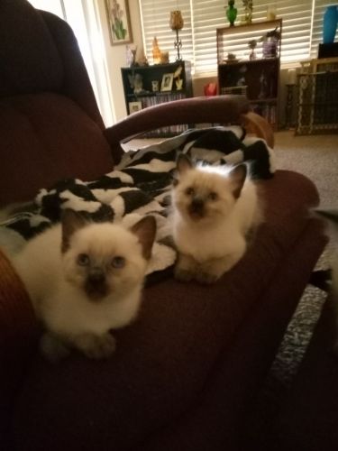 Purebred Siamese kittens