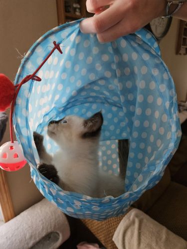 Siamese Cats for sale in Port Huron, MI, USA. price: $300