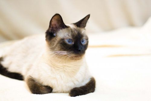 Siamese kittens for sale