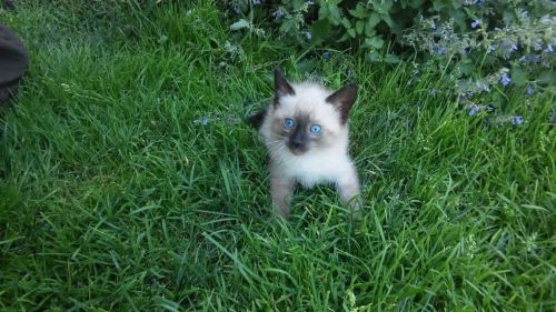 selling a beautiful cat in PA