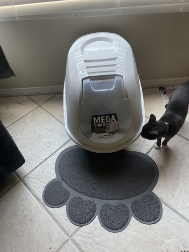 Siberian Cats for sale in 93536 Lancaster Rd, Lancaster, CA 93536, USA. price: $100