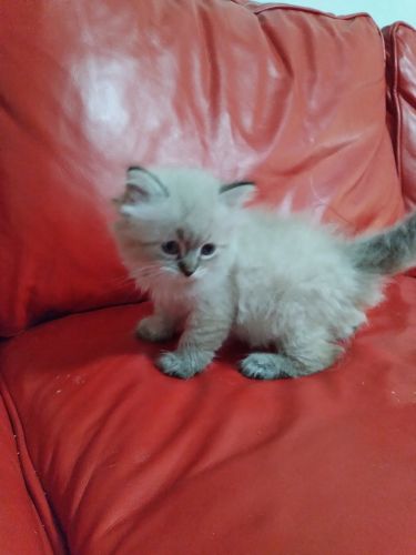 Heart of Gold Siberian Cattery USA Georgia