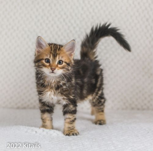 Siberian Kitten