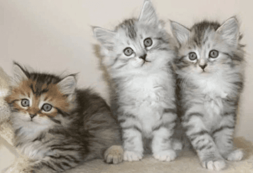 Siberian Cats for sale in Atlanta, GA, USA. price: $800