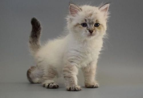 GORGEOUS SIBERIAN KITTENS AVAILABLE