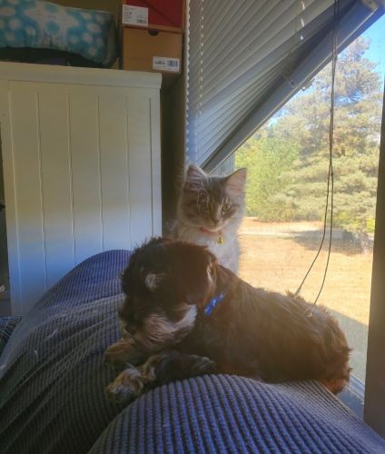 TICA Pedigreed Siberian kittens