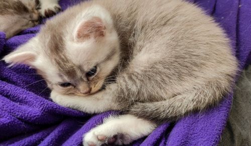 Siberian Cats for sale in Esenyurt/İstanbul, Türkiye. price: 27,000 TRY