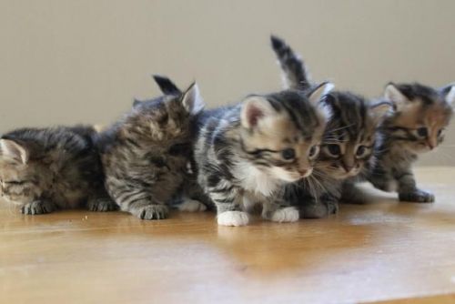 Pure bred 4 month old Siberian Kitten