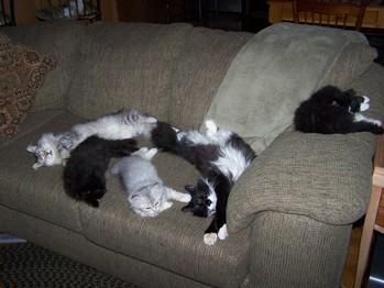 Purebred Quality Siberian Kittens 3