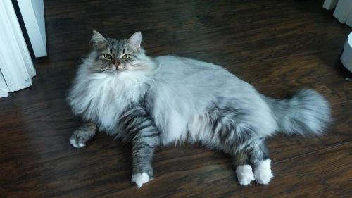 Siberian Cat