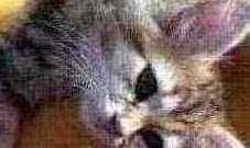 Siberian Cats for sale in Bronxdale Ave, Bronx, NY 10462, USA. price: $400