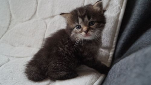 Registered Pedigree Siberian Kittens For Sale/Text or call ***