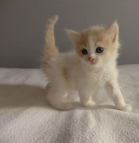 Gccf Reg Siberian Boys And Girls