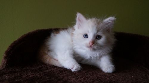 Siberian Cats for sale in Bronx, NY 10462, USA. price: $450