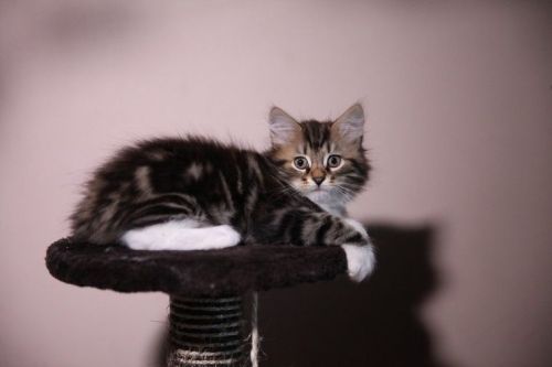 Siberian Cats for sale in Bronx, NY 10462, USA. price: $450