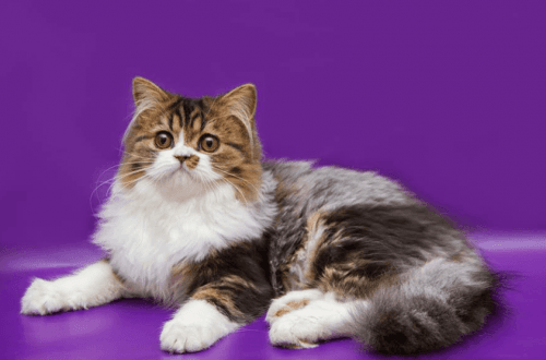 Siberian Cats for sale in Los Angeles, CA, USA. price: NA