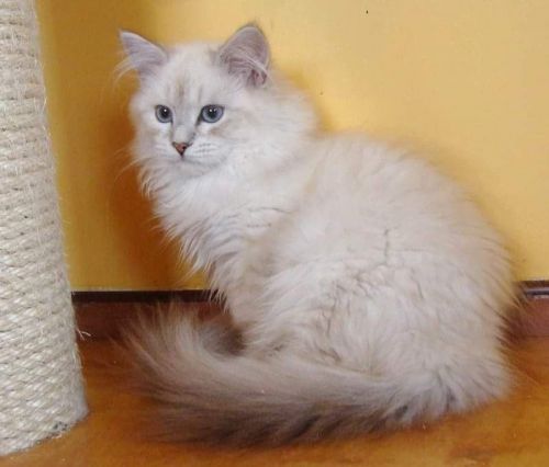 Registered Siberian Male and Female Kittens