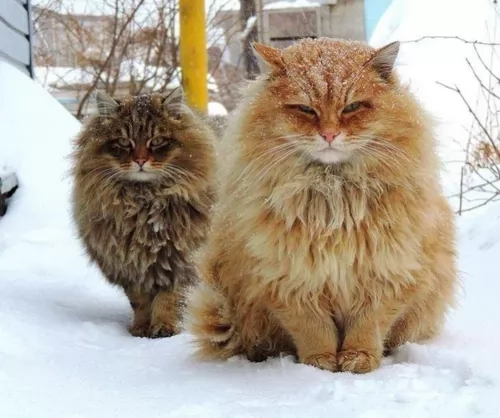 siberian cats - caring